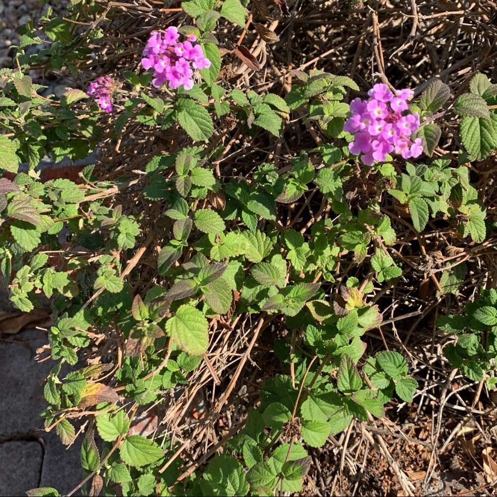 Meet your Posher, Jujulie